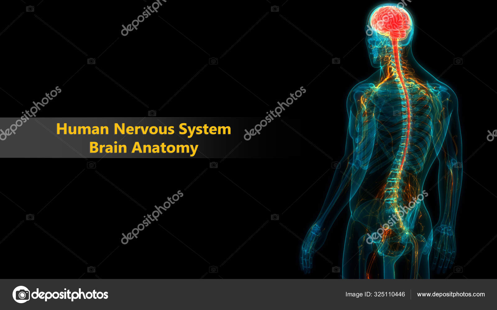 Central Organ Human Nervous System Anatomy Stock Photo by ©magicmine  325110446