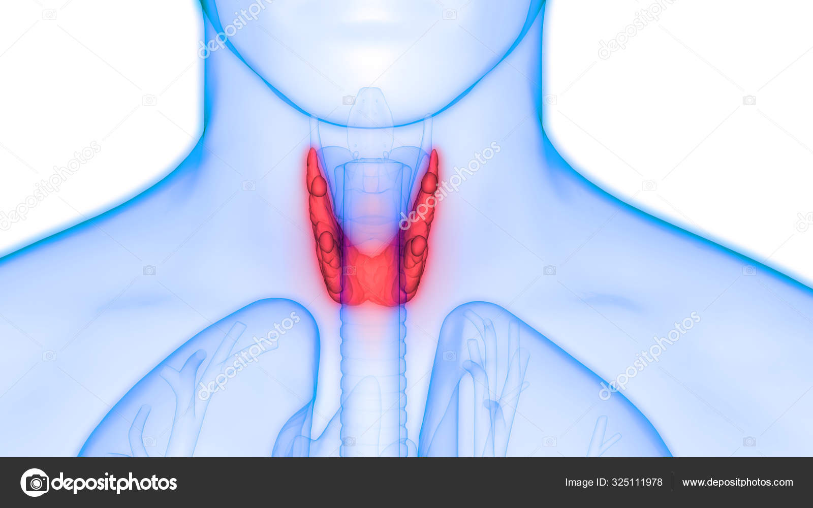 Human Body Glands Thyroid Gland Anatomy Inglés Ilustración — Foto de