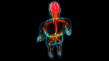 İnsan Merkezi Sinir Sistemi Beyin Anatomisi. 3d