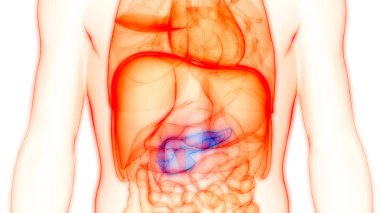 Human Internal Digestive Organ Pancreas Anatomy. 3D - Illustration clipart