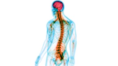 İnsan Sinir Sistemi Anatomisi Merkezi Organı. 3d