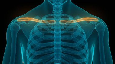 İnsan iskelet sistemi köprücük eklemi anatomisi. 3d