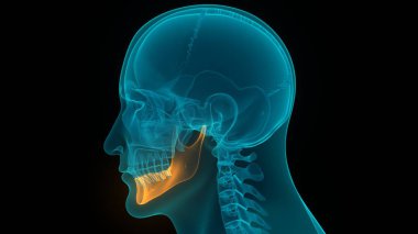 İnsan İskelet Sistemi Kurukafa Kemik Parçaları Zygomatik Kemik Anatomisi. 3d