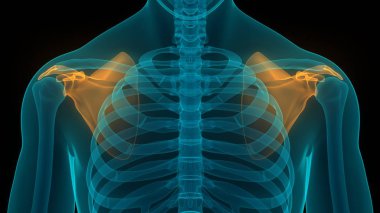 Scapula Kemikleri 3 boyutlu illüstrasyon 