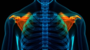 Scapula Kemikleri 3 boyutlu illüstrasyon 