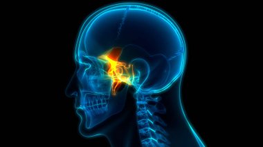 İnsan İskelet Sistemi Kurukafa Kemik Parçaları Zygomatik Kemik Anatomisi. 3d