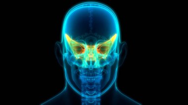 İnsan İskelet Sistemi Kurukafa Kemik Parçaları Zygomatik Kemik Anatomisi. 3d