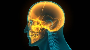 İnsan İskelet Sistemi Kurukafa Kemik Parçaları Zygomatik Kemik Anatomisi. 3d