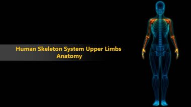 İnsan Kemiği Eklem Ağrısı Anatomisi (El Eklemleri). 3D - Görüntü