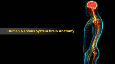 İnsan Sinir Sistemi Anatomisi Merkezi Organı. 3d