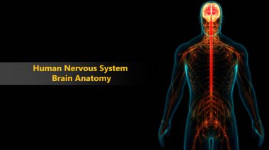 Central Organ of Human Nervous System Anatomy. 3D clipart