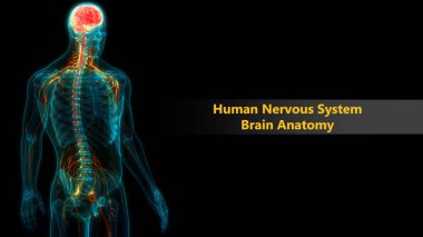 İnsan Sinir Sistemi Anatomisi Merkezi Organı. 3d