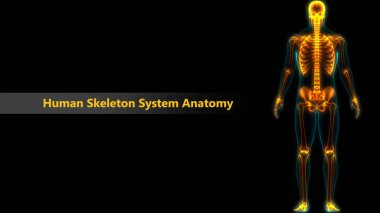 İnsan iskelet sistemi anatomisi. 3d