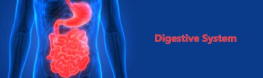 İnsan Sindirim Sistemi Geniş ve İnce Bağırsak Anatomisi. 3D - Görüntü