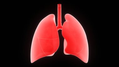 İnsan Solunum Sistemi Akciğerleri Anatomisi. Üç Boyut 