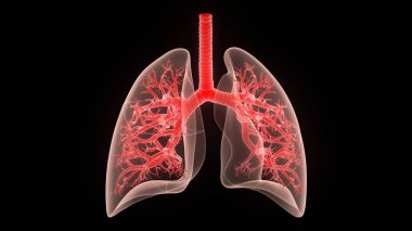 İnsan Solunum Sistemi Akciğerleri Anatomisi. Üç Boyut 
