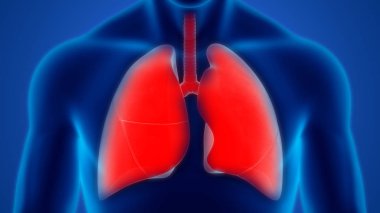 İnsan Solunum Sistemi Akciğerleri Anatomisi. Üç Boyut 