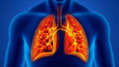 İnsan Solunum Sistemi Akciğerleri Anatomisi. Üç Boyut 