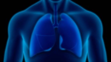 İnsan Solunum Sistemi Akciğerleri Anatomisi. Üç Boyut 