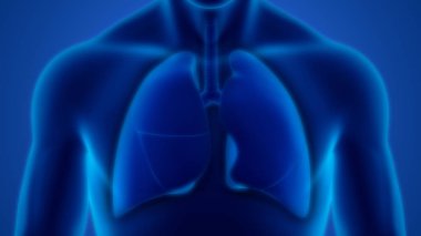 İnsan Solunum Sistemi Akciğerleri Anatomisi. Üç Boyut 