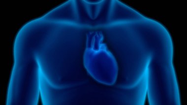 İnsan Dolaşım Sistemi Kalp Anatomisi. Üç Boyut