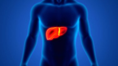 İnsan İç Sindirim Organı Anatomisi. Üç Boyut 