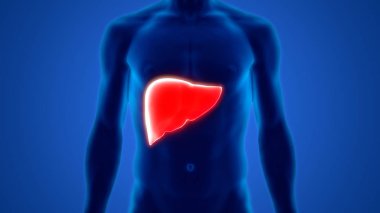 İnsan İç Sindirim Organı Anatomisi. Üç Boyut 