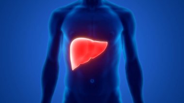 İnsan İç Sindirim Organı Anatomisi. Üç Boyut 