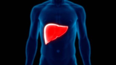 İnsan İç Sindirim Organı Anatomisi. Üç Boyut 