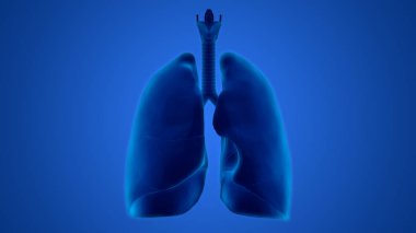 İnsan Solunum Sistemi Akciğerleri Anatomisi. Üç Boyut 