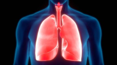 İnsan Solunum Sistemi Akciğerleri Anatomisi. Üç Boyut 