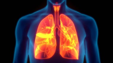 İnsan Solunum Sistemi Akciğerleri Anatomisi. Üç Boyut 