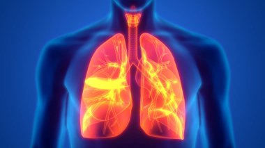 İnsan Solunum Sistemi Akciğerleri Anatomisi. Üç Boyut 