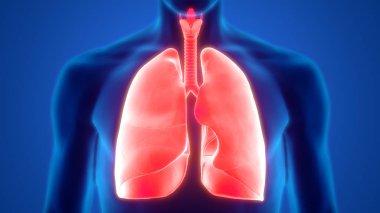 İnsan Solunum Sistemi Akciğerleri Anatomisi. Üç Boyut 