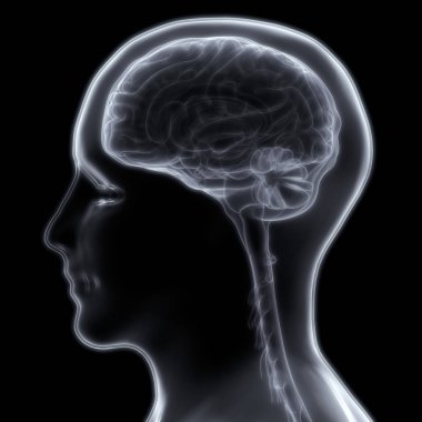 İnsan Sinir Sistemi Anatomisi Merkezi Organı. 3d