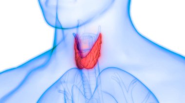 Human Body Glands Thyroid Gland Anatomy. 3D - Illustration clipart