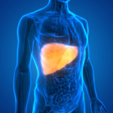 İnsan İç Sindirim Organı Anatomisi. Üç Boyut 