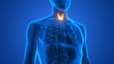 İnsan Vücut Bezleri Tiroit Bezi Anatomisi. 3D - Görüntü