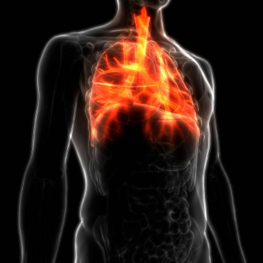 İnsan Solunum Sistemi Akciğerleri Anatomisi. Üç Boyut 