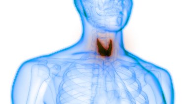 İnsan Vücut Bezleri Tiroit Bezi Anatomisi. 3D - Görüntü