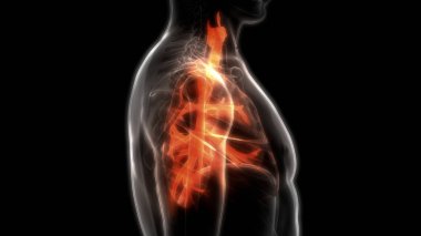 İnsan Solunum Sistemi Akciğerleri Anatomisi. Üç Boyut 