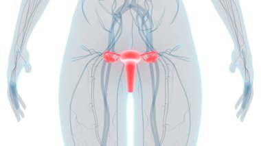 Kadın Üreme Sistemi Anatomisi. Üç Boyut