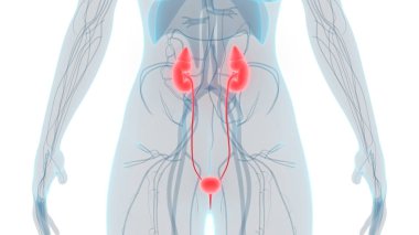 İdrar torbası anatomisi olan insan böbrekleri. Üç Boyut