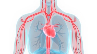 İnsan Dolaşım Sistemi Kalp Anatomisi. Üç Boyut
