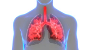 İnsan Solunum Sistemi Akciğerleri Anatomisi. Üç Boyut 