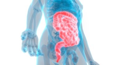 İnsan Sindirim Sistemi Geniş ve İnce Bağırsak Anatomisi. 3D - Görüntü