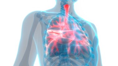 İnsan Solunum Sistemi Akciğerleri Anatomisi. Üç Boyut 