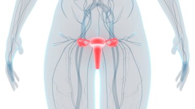 Kadın Üreme Sistemi Anatomisi. Üç Boyut