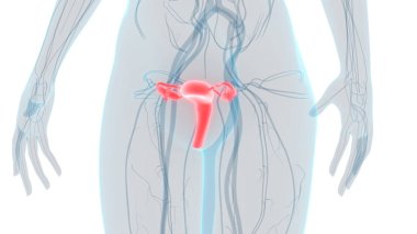 Kadın Üreme Sistemi Anatomisi. Üç Boyut