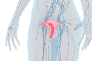Kadın Üreme Sistemi Anatomisi. Üç Boyut